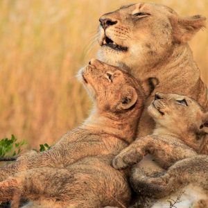 4 Days Tanzania Wildlife Tour 5