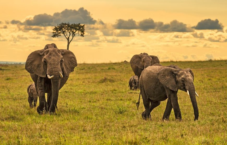5 Days 4 Nights Kenya Wildlife STANDARD Safari.