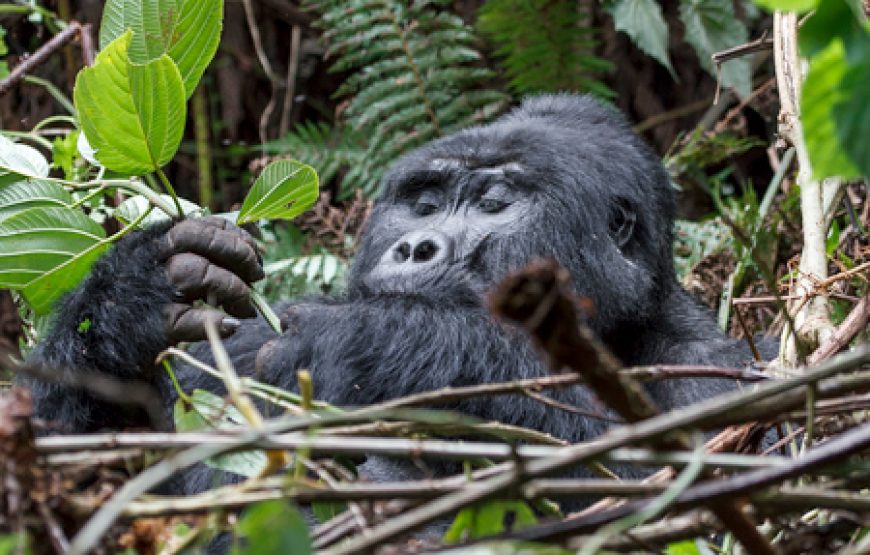 5 Days Ngorongoro and Chimpanzee Safari