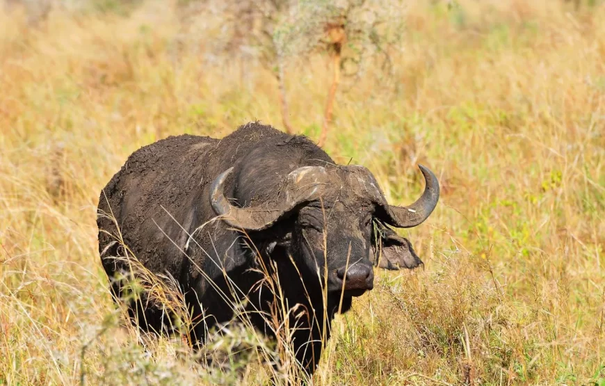3 Days Uganda Easter Holiday in Lake Mburo