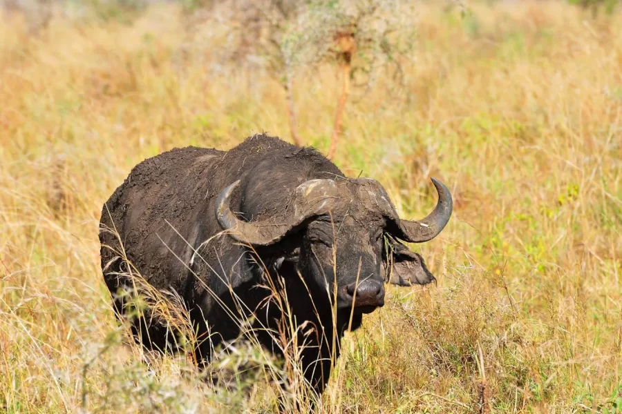 3 Days Uganda Easter Holiday in Lake Mburo