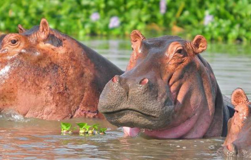 8 Days Uganda Primates and Wildlife Safari