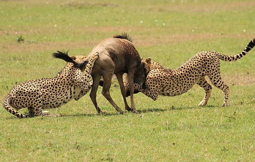 5-Day Masai Mara Budget Safari
