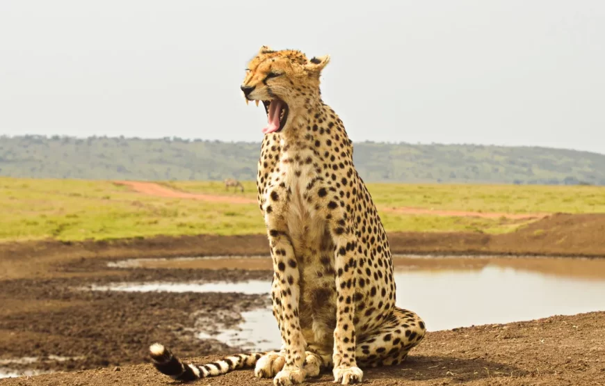 5-Day, 4-Night Kenya Wildlife Luxury Safari