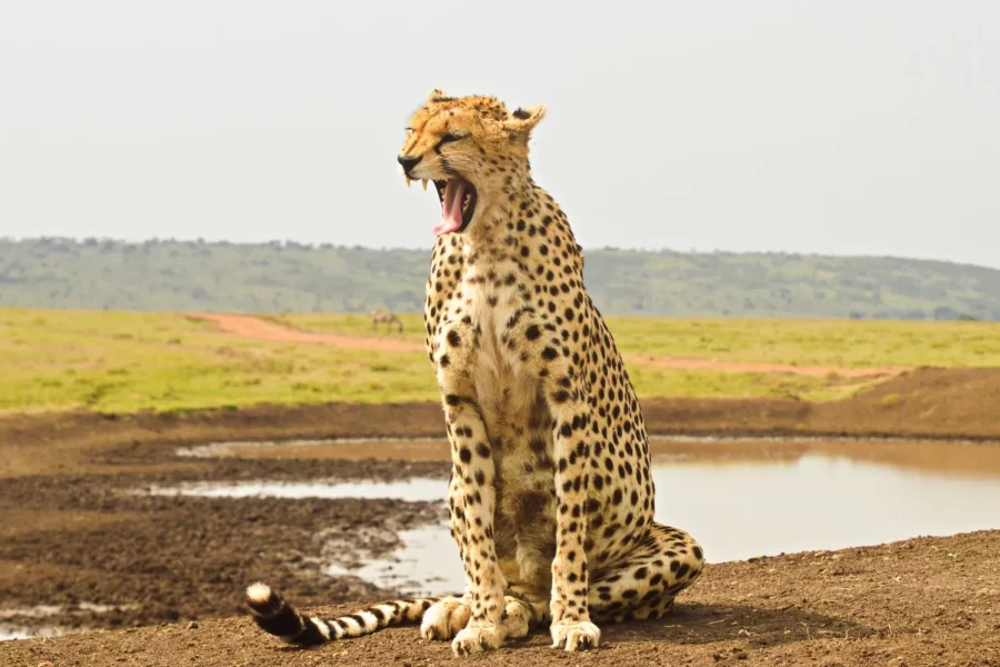 Cover Image of cheetah