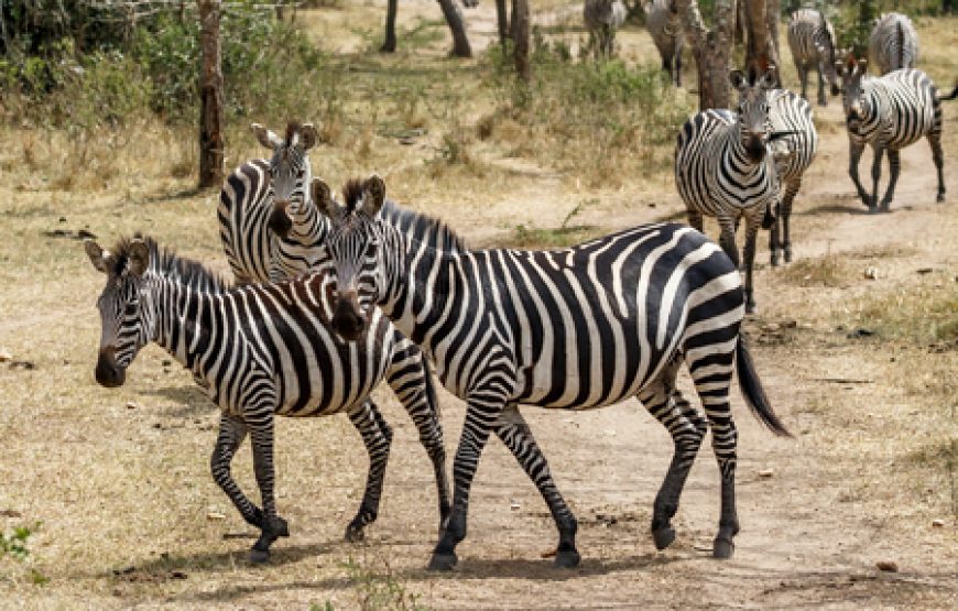 Kenya wildlife safari.