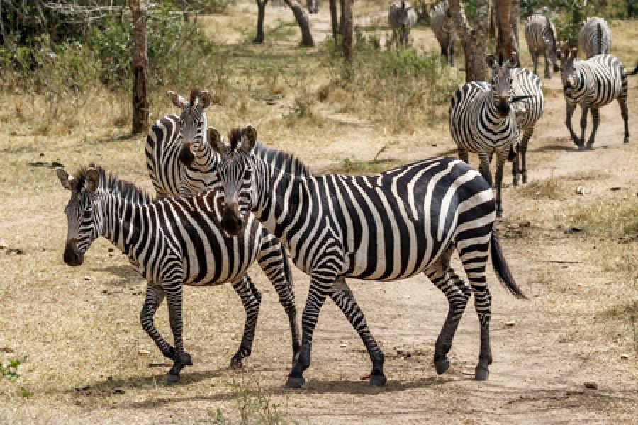 2 Days Lake Mburo NP
