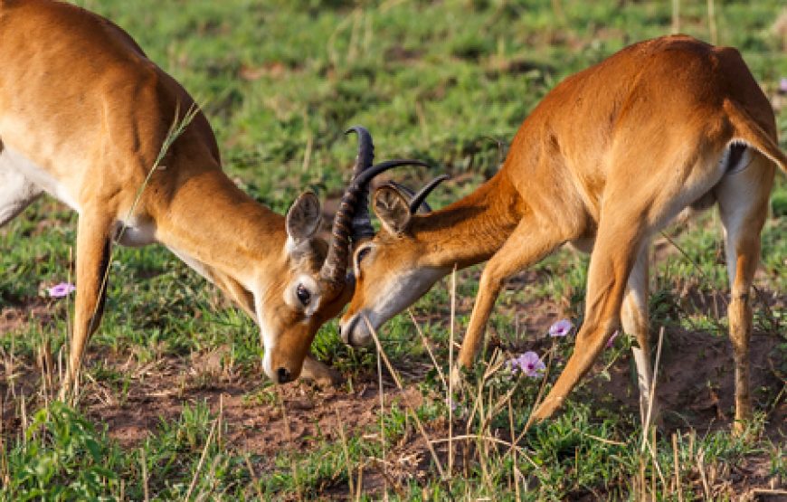 3 Days Murchison Falls NP