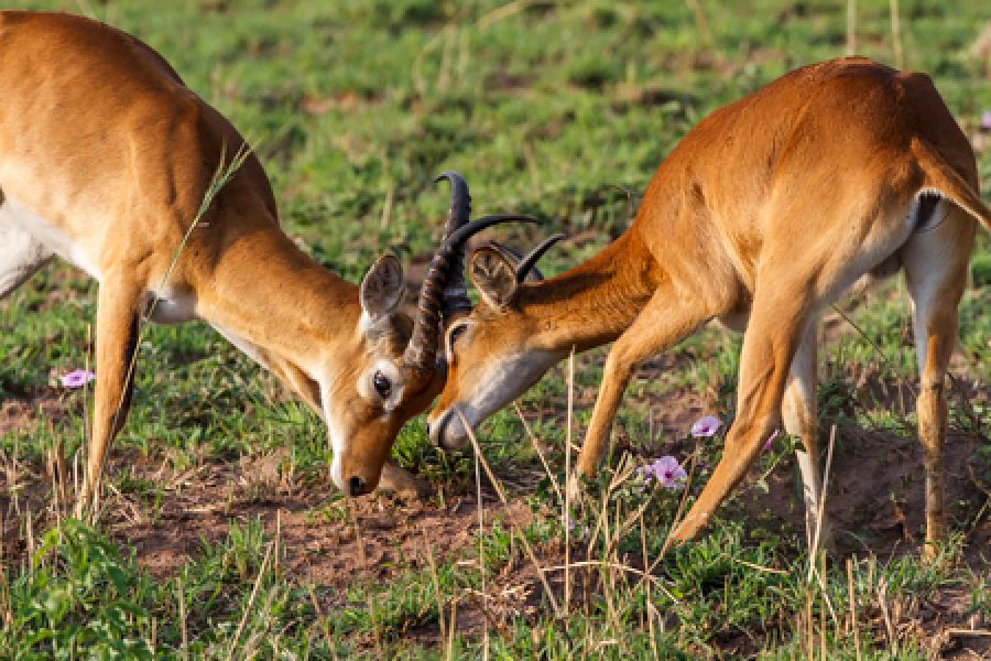 3 Days Murchison Falls NP