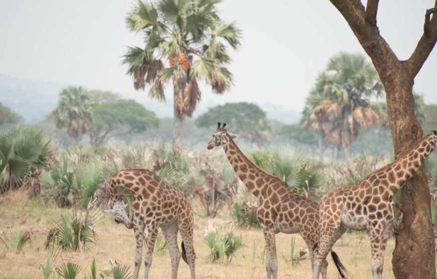 12 Days Uganda Utimate Safari
