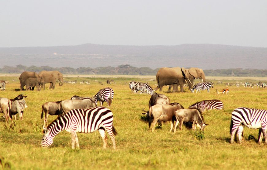 9 Days 8 Nights Kenya and Tanzania Standard Wildlife Safari.