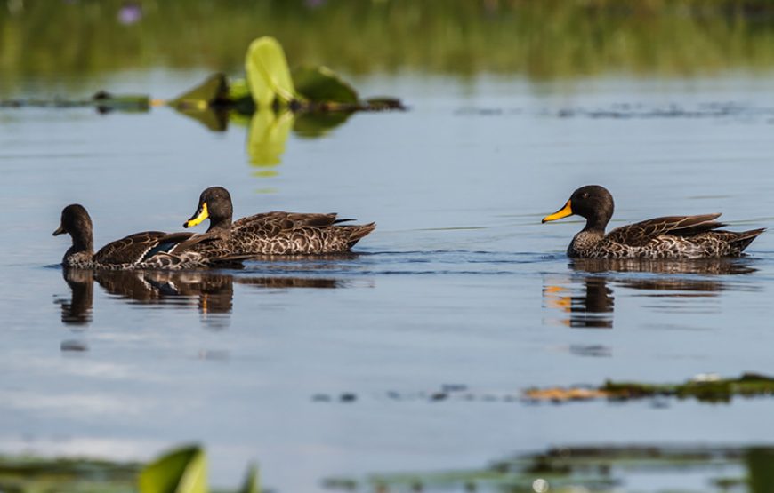 6 Days Western Uganda Safari