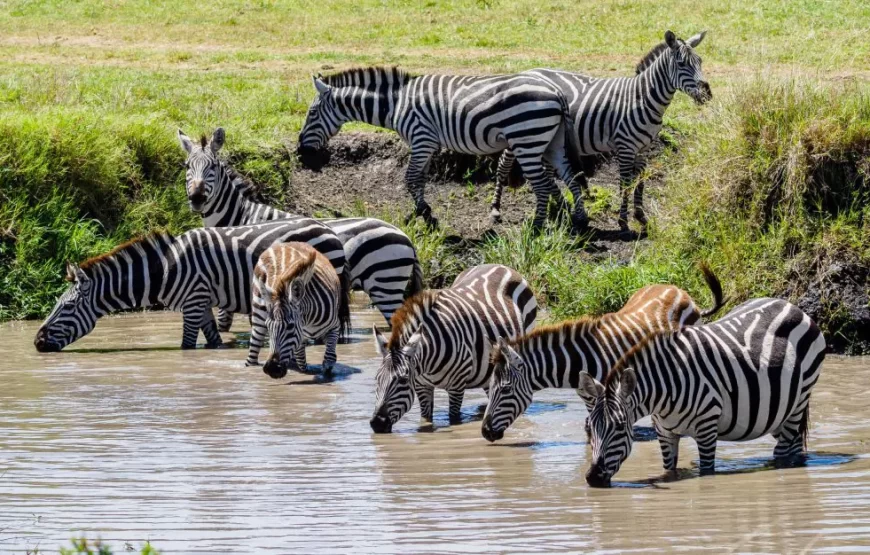 7-Day Kenya Standard Safari