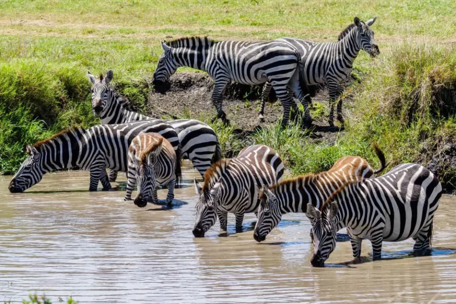 Kenya scaled jpg