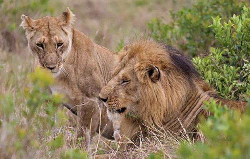 Kenya wildlife safari.