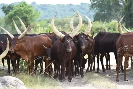 5 Days Uganda Christmas Holiday