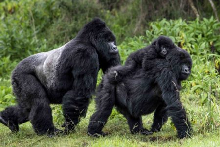 4 Days Uganda Golden Monkeys Safari