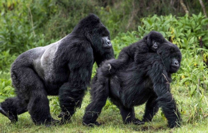 4 Days Uganda Golden Monkeys Safari