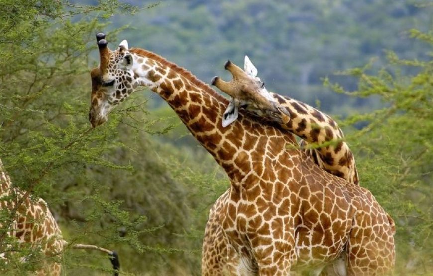 8 Days Uganda Primates and Wildlife Safari
