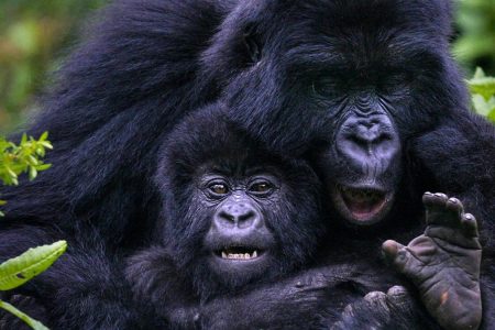 4 Days Uganda Golf and Gorilla Trekking Safari