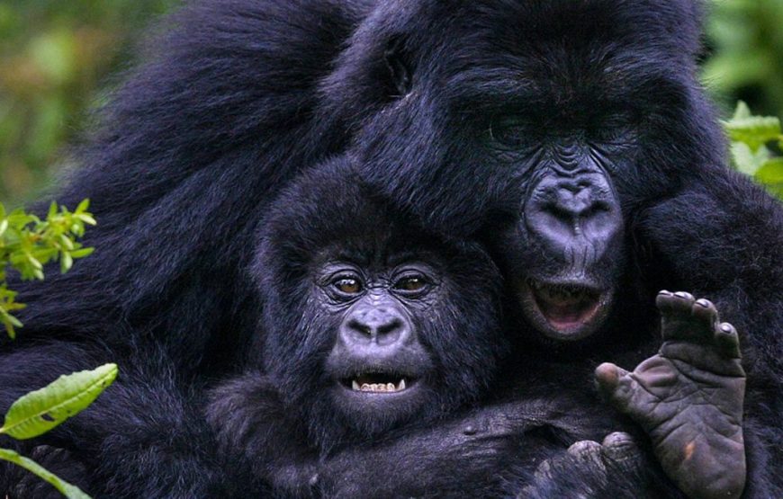 4 Days Uganda Gorillas and Golden Monkey Safari