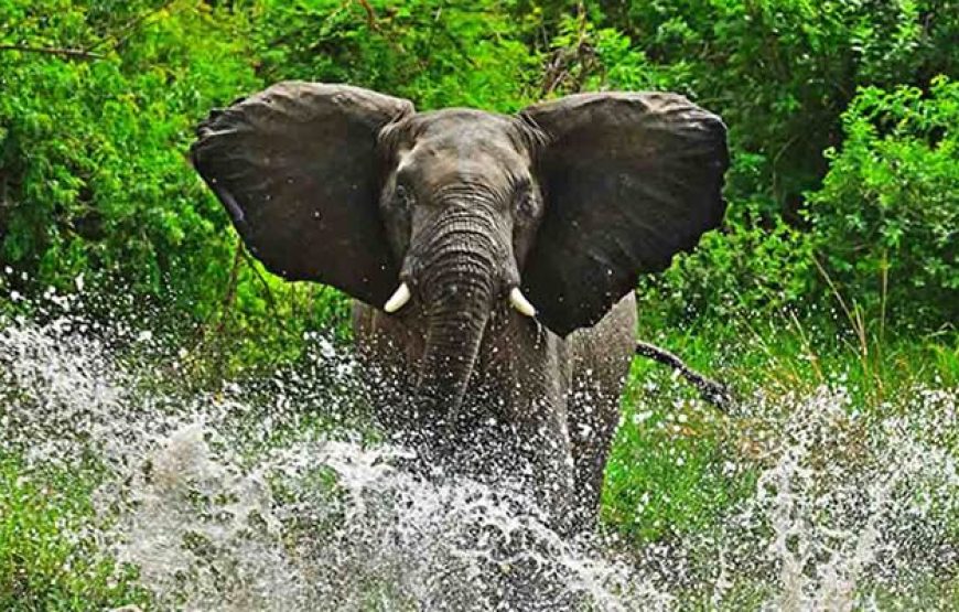 8 Days Uganda Primates and Wildlife Safari