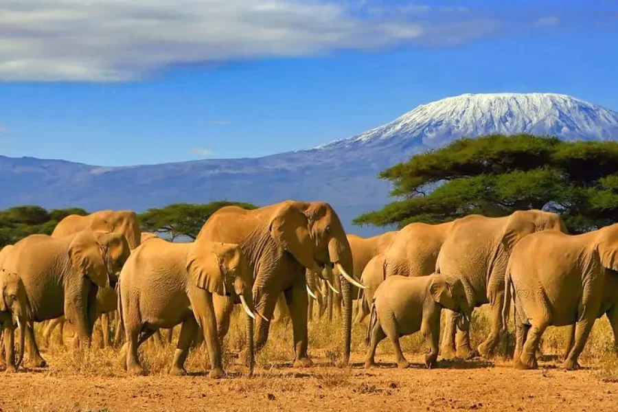 amboseli park e