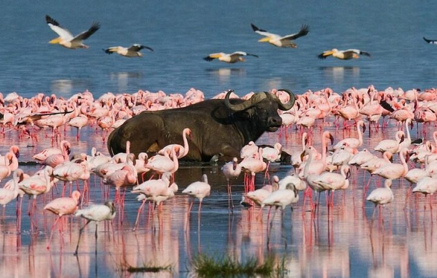 11 Days 10 Nights Kenya and Tanzania Wildlife Safari.