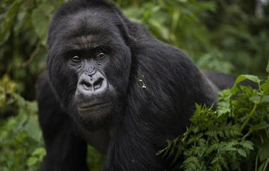4 Days Uganda Golden Monkeys Safari