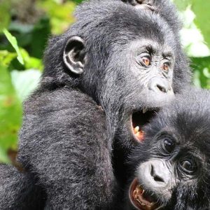 gorilla babies