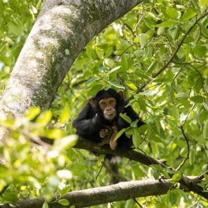 Gorilla Trekking In Bwindi