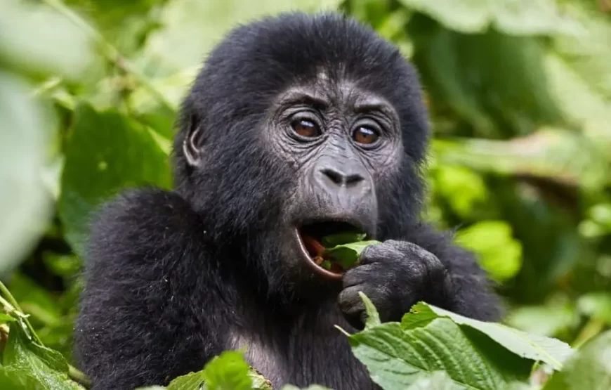 4 Days Uganda Golden Monkeys Safari