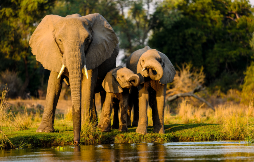 5 Days 4 Nights Kenya Wildlife STANDARD Safari.