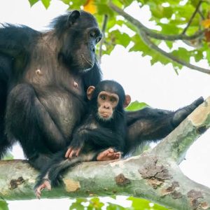 Join Our 6 Day Western Uganda Safari
