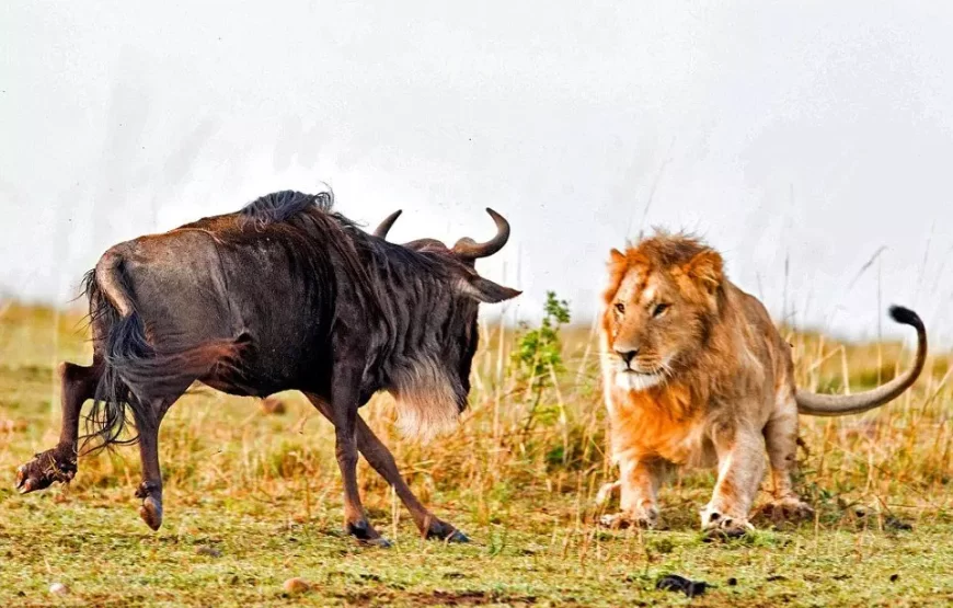 3-Day 2 nights Masai Mara Only