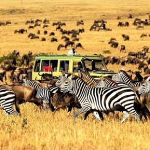 Tazania Wildlife Safari
