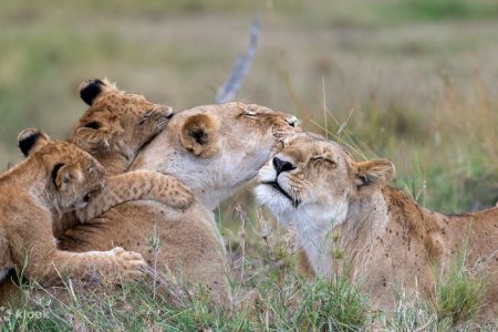Kenya wildlife safari.