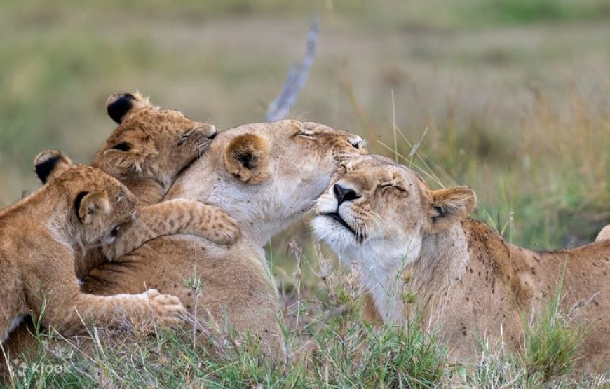 Kenya wildlife safari.