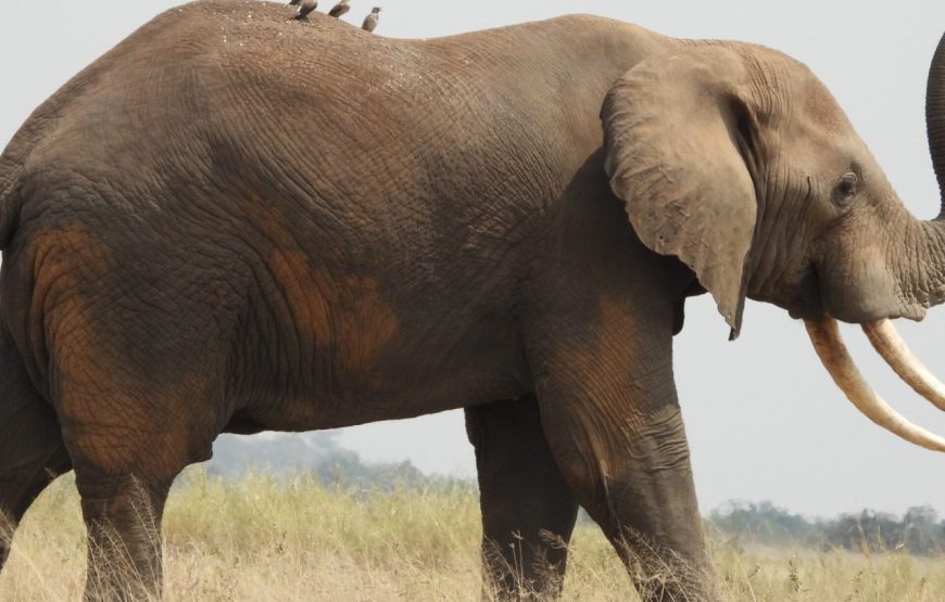 5-Day Kenya Wildlife Standard Safari