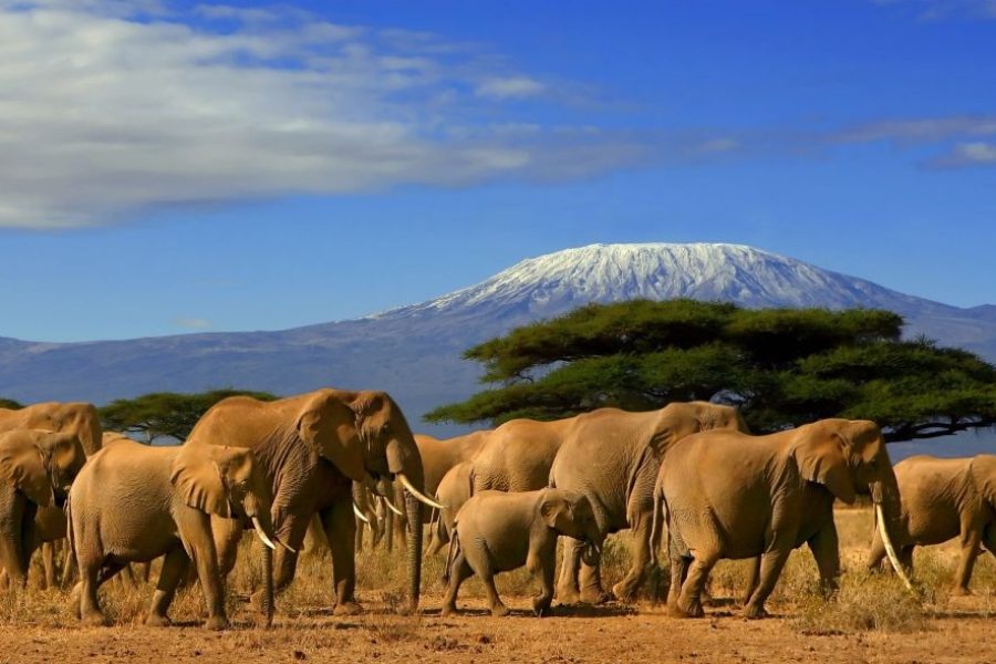 Days Amboseli Lake Nakuru budget safari