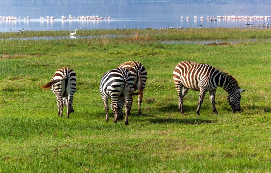 11-Day Kenya and Tanzania Wildlife Safari Midrange