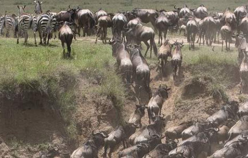 5-Day Masai Mara Budget Safari