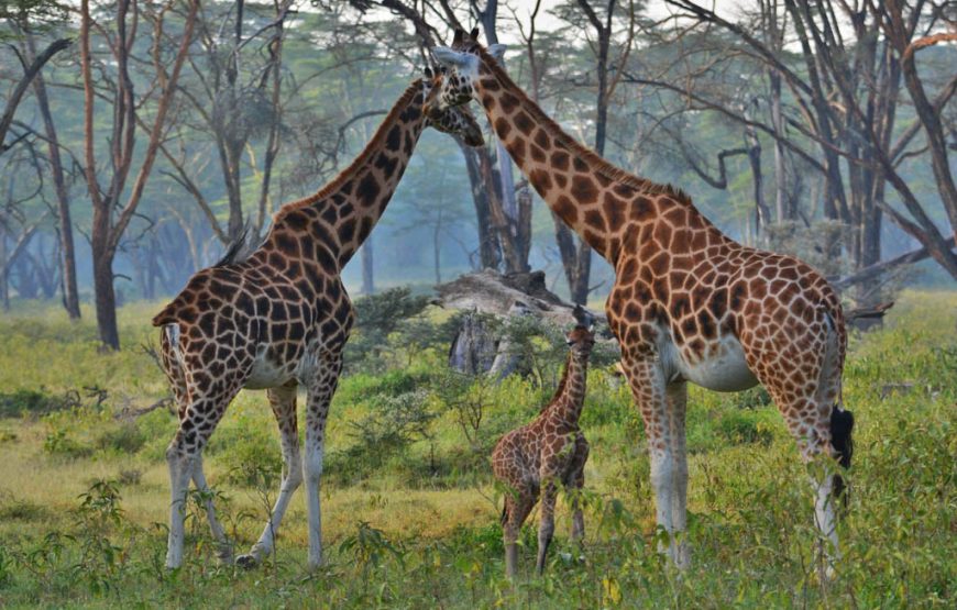 2-Day Masai Mara Budget Safari