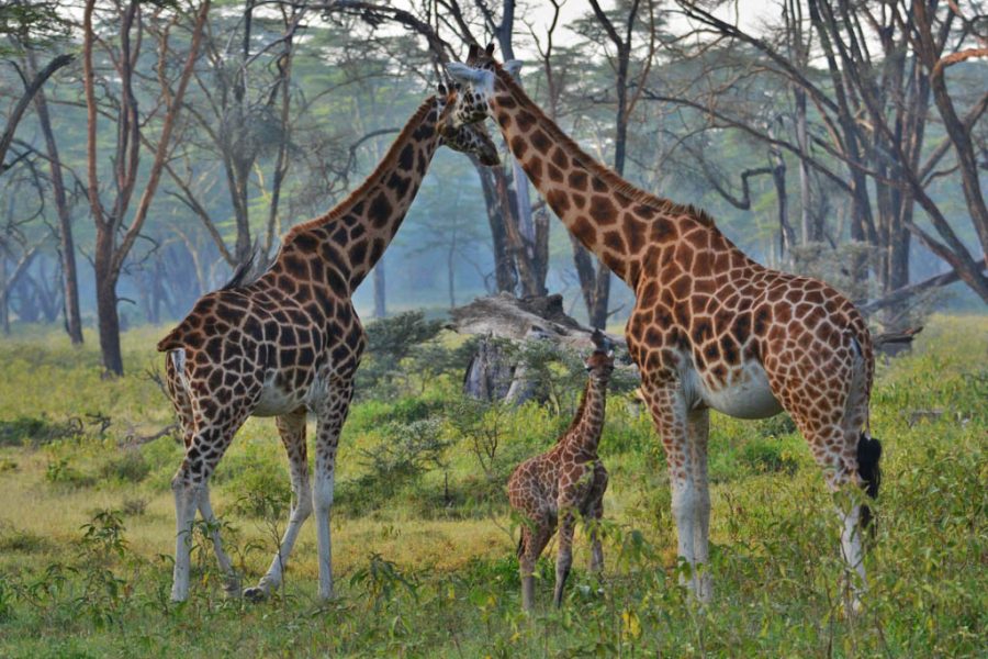 Rothschilds giraffe in Lake Nakuru National Parks Honeymoon Safari