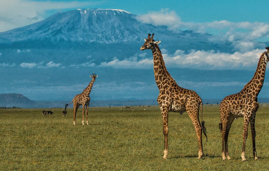 6-Day Kenya Amboseli National Park Wildlife Safari
