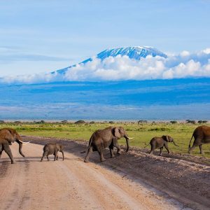 Amboseli Budget Safari