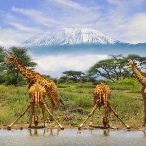 Kenya And Tanzania Standard Safari