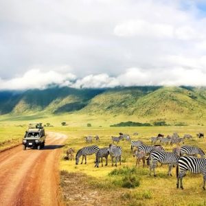 Kenya And Tanzania Wildlife Safari Mid Range