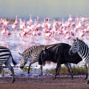 Masai Mara And Lake Nakuru Safari