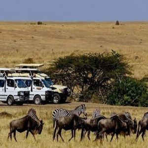 Masai Mara Budget Safari